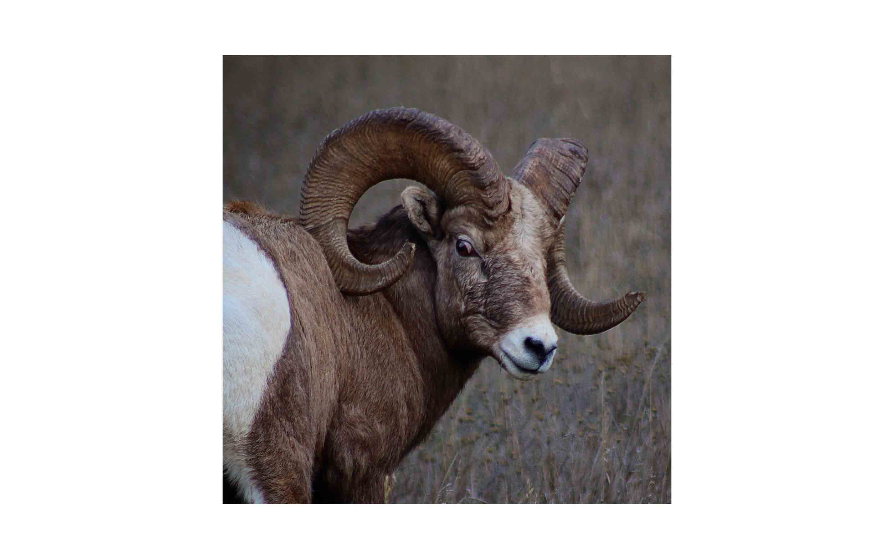 or-bighorn-sheep-2.jpg?mtime=20170811134642#asset:6285