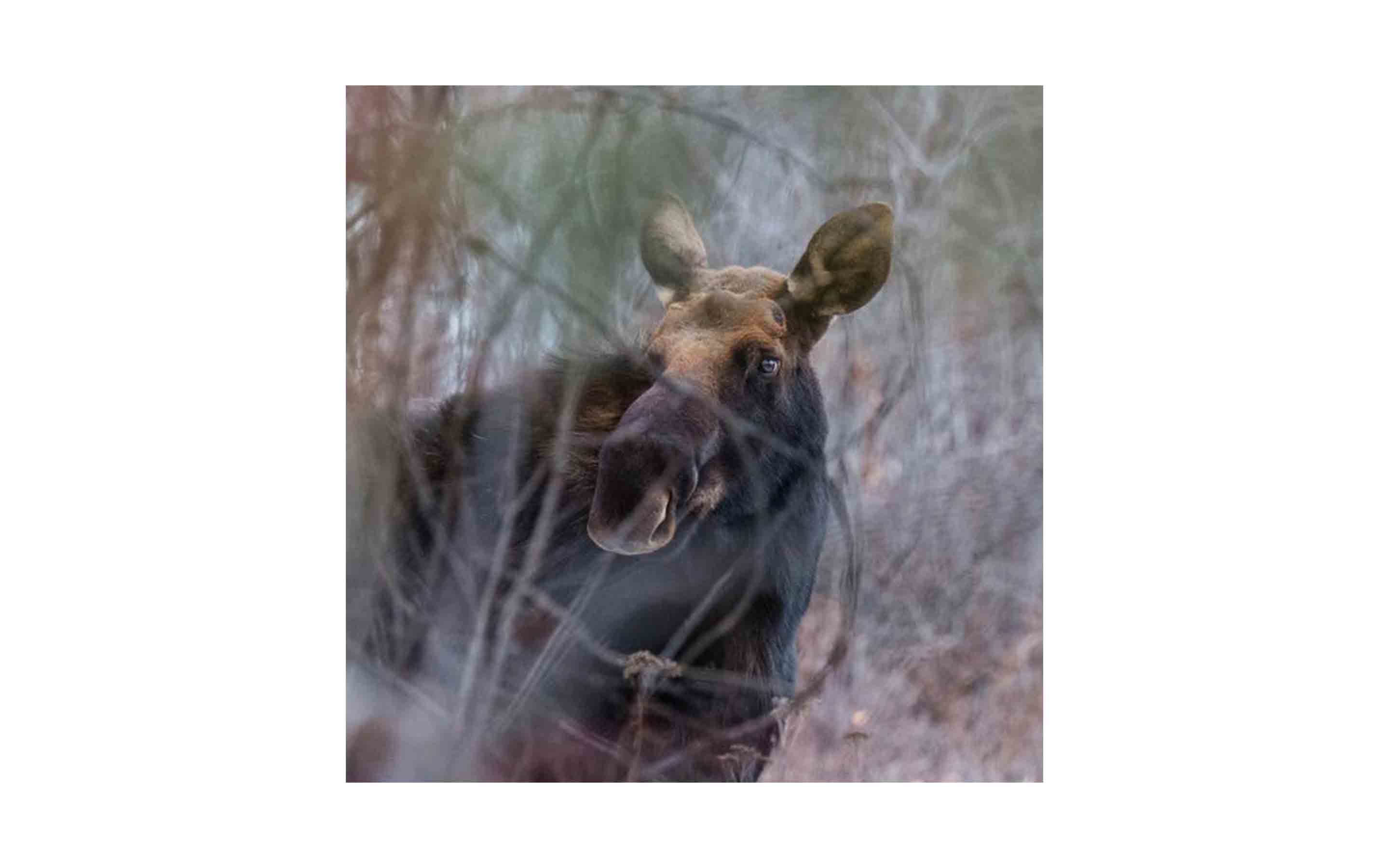 wa-moose-Tyson-Woods.jpg?mtime=20170811134645#asset:6287