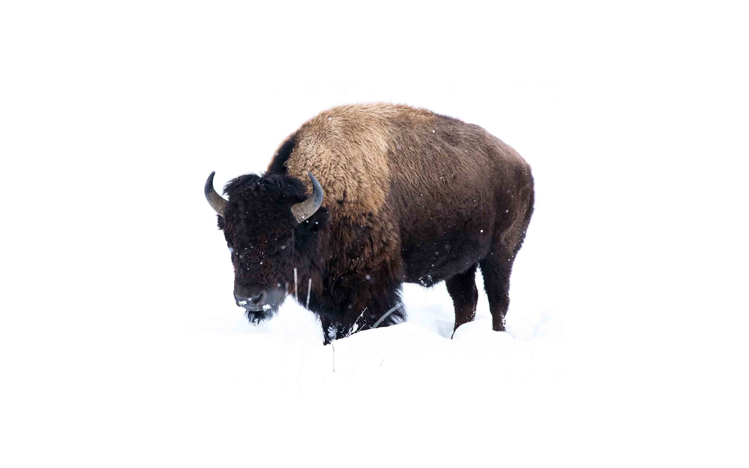 wy-bison-zach-sandau.jpg?mtime=20170811134647#asset:6288