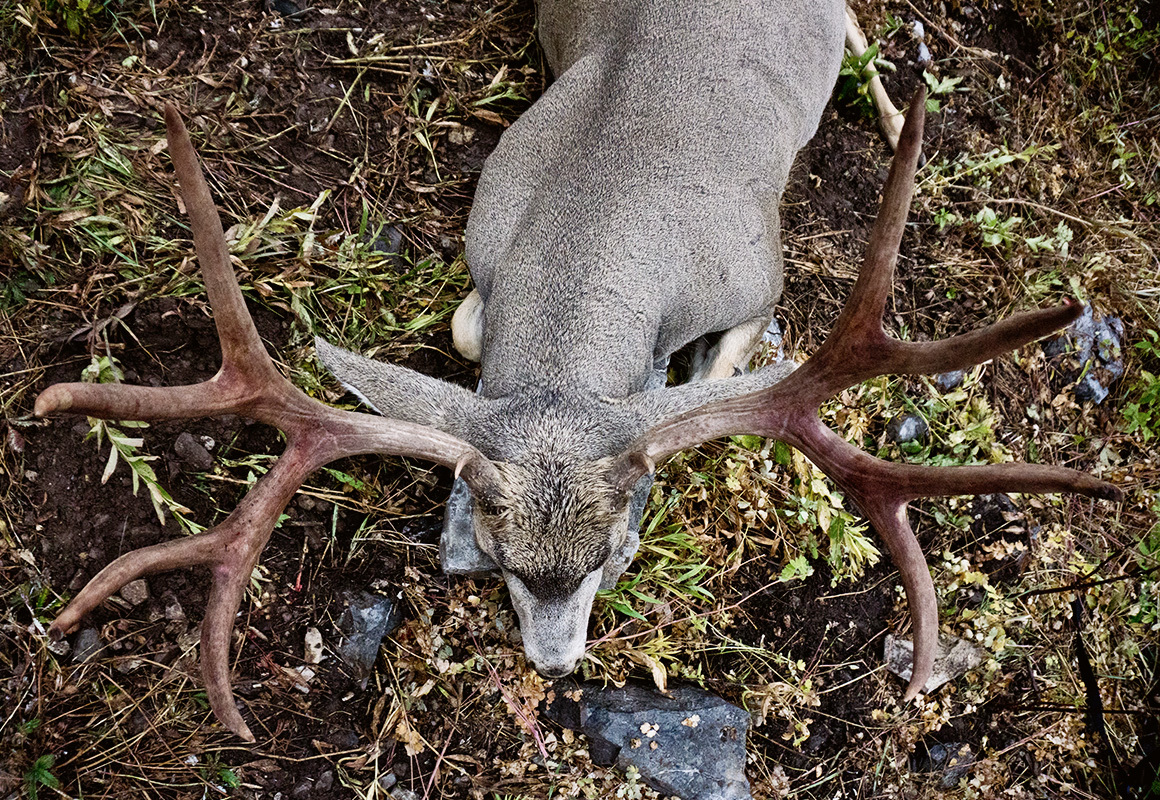 Trophy mule deer buck entered in the Boone & Crockett records. Trophy mule deer buck entered in the Boone & Crockett records.