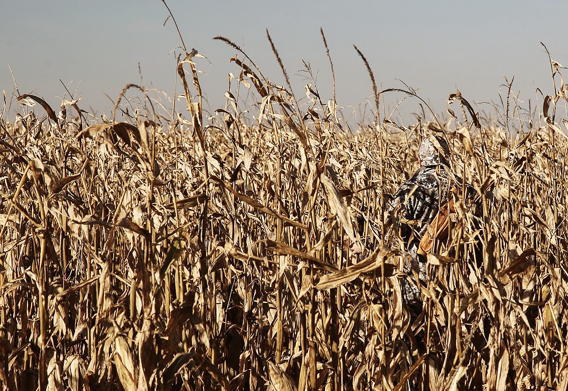 Arkansas hunter Tim Endsley hunting in an overgrown corn field for whitetail deer. Arkansas hunter Tim Endsley hunting in an overgrown corn field for whitetail deer.