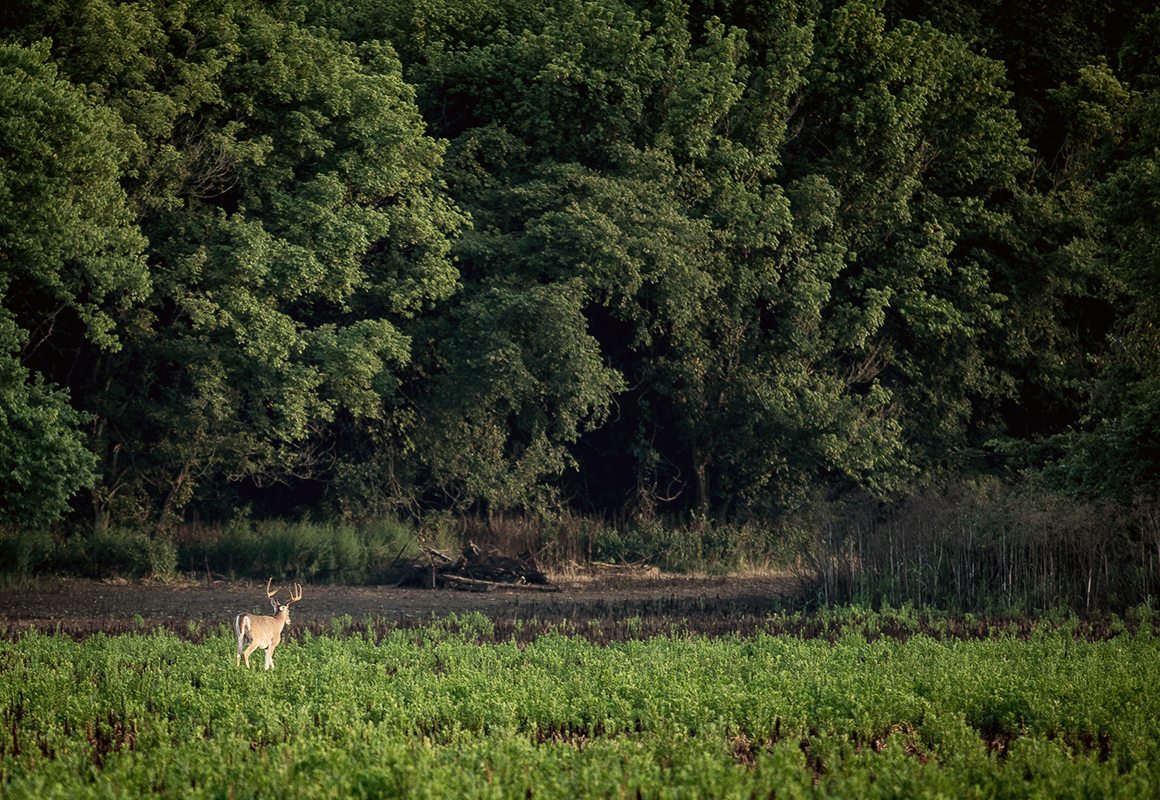 body-feature-image-whitetail-1.jpg?mtime=20171108140711#asset:15906