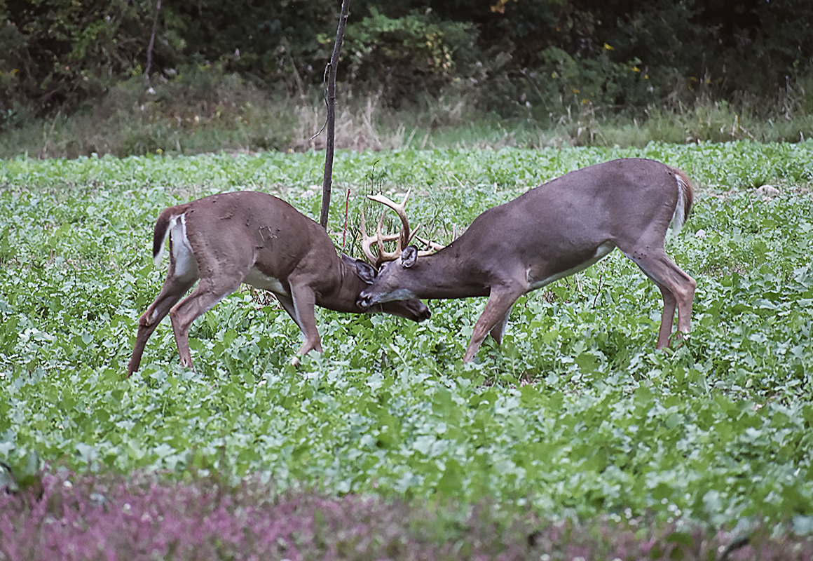 Two whitetail bucks fight in a field of crops. Two whitetail bucks fight in a field of crops.