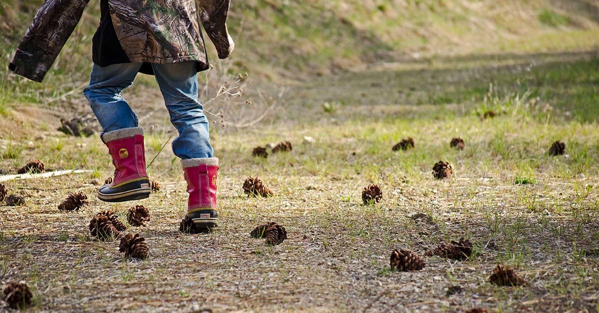 briger-pinecone-killer.jpg?mtime=20170619153832#asset:2586