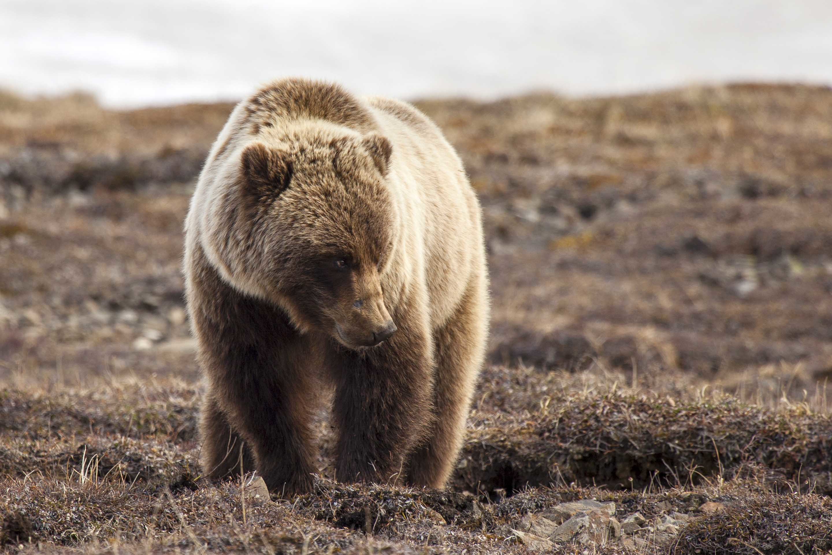 Grizzly bear in Denali National Park Grizzly bear in Denali National Park