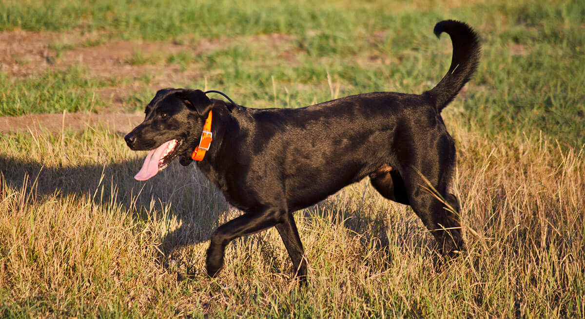 hunting dog collar hunting dog collar