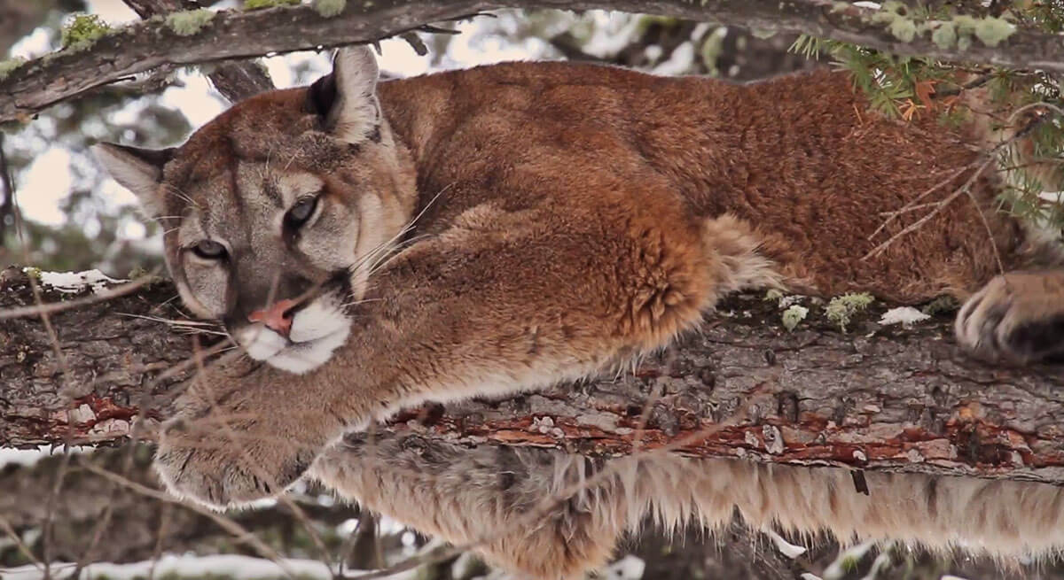 sleeping mountain lion sleeping mountain lion