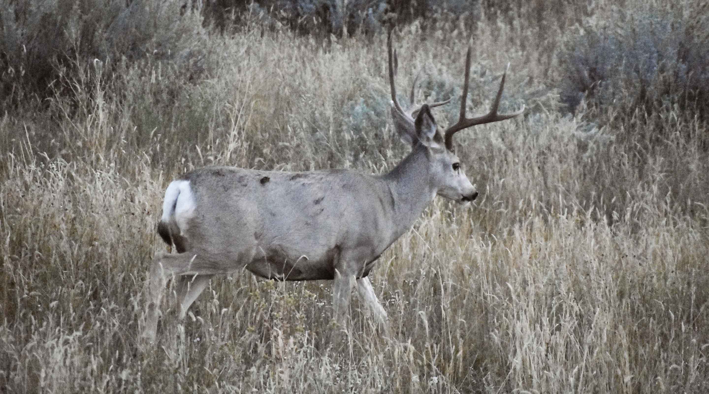 Deer with CWD Deer with CWD