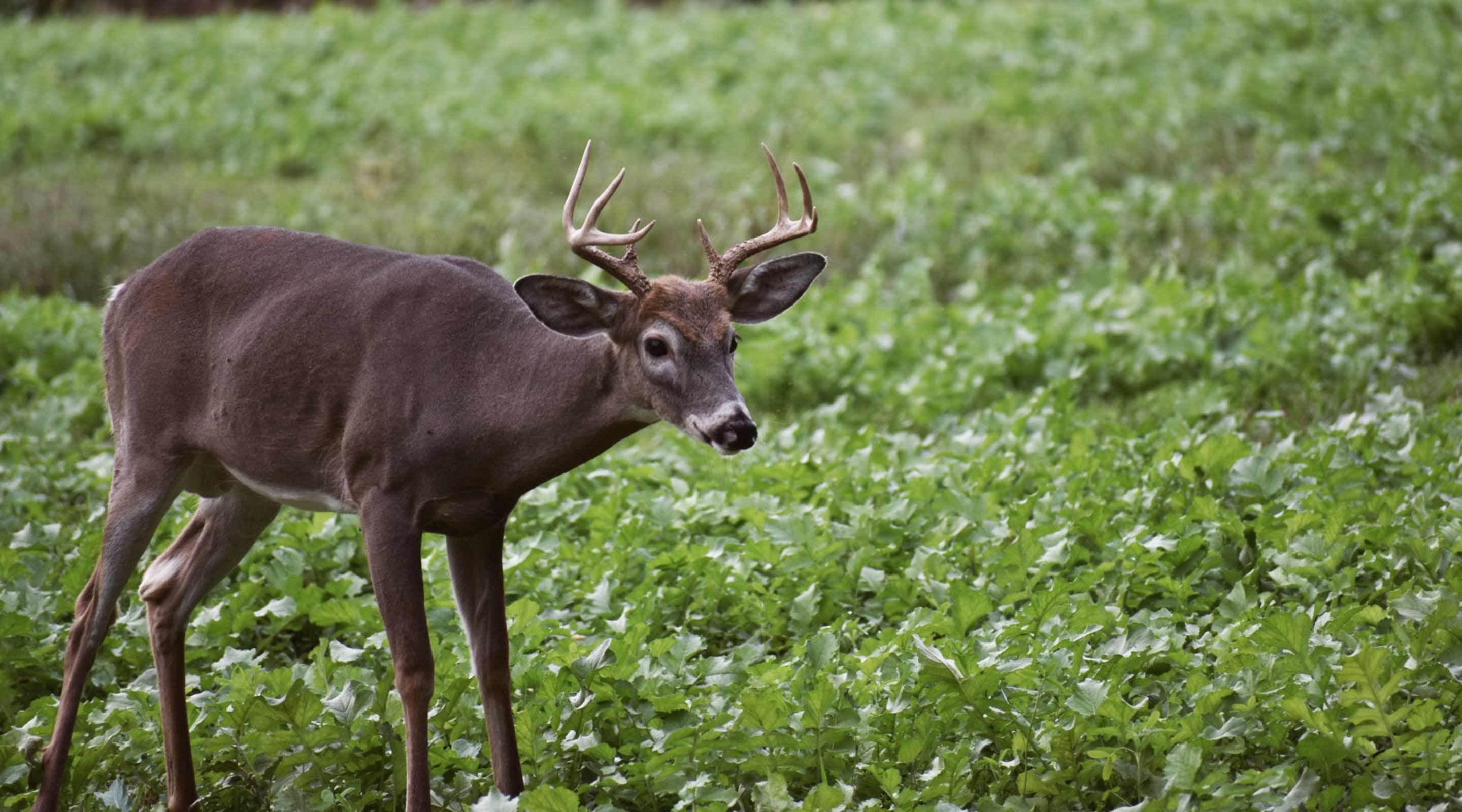 Whitetail deer in field Whitetail deer in field