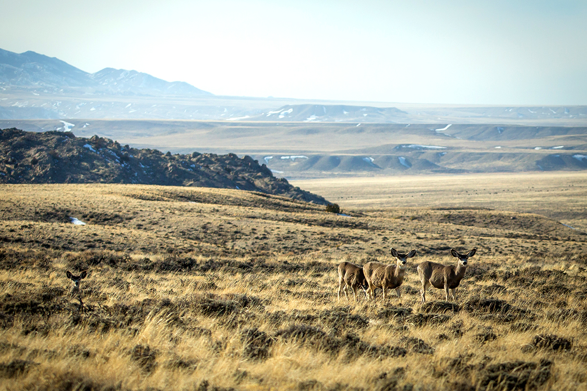 eastmans-body-image-wyoming.jpg?mtime=20180124110853#asset:24536