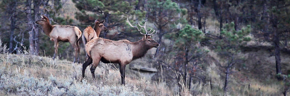 Image of elk while hunting the Bridger Tetons on the edge of Yellowstone National Park. Image of elk while hunting the Bridger Tetons on the edge of Yellowstone National Park.