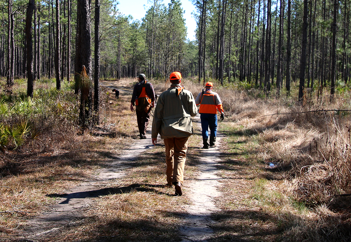 Three pheasant hunters and a dog walk down a two-track surrounded by trees.