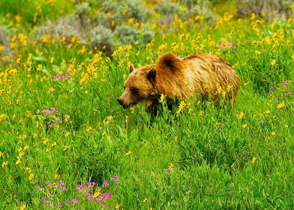 Grizzly bear foraging for food in meadow Grizzly bear foraging for food in meadow