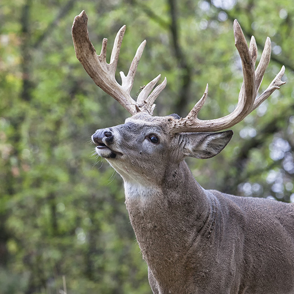 5x5 whitetail buck in the woods. 5x5 whitetail buck in the woods.