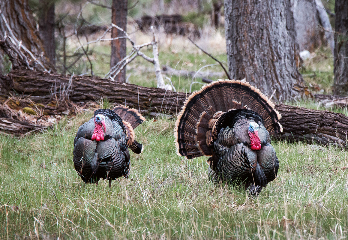 Two turkeys in a wooden area, one in full display. Two turkeys in a wooden area, one in full display.