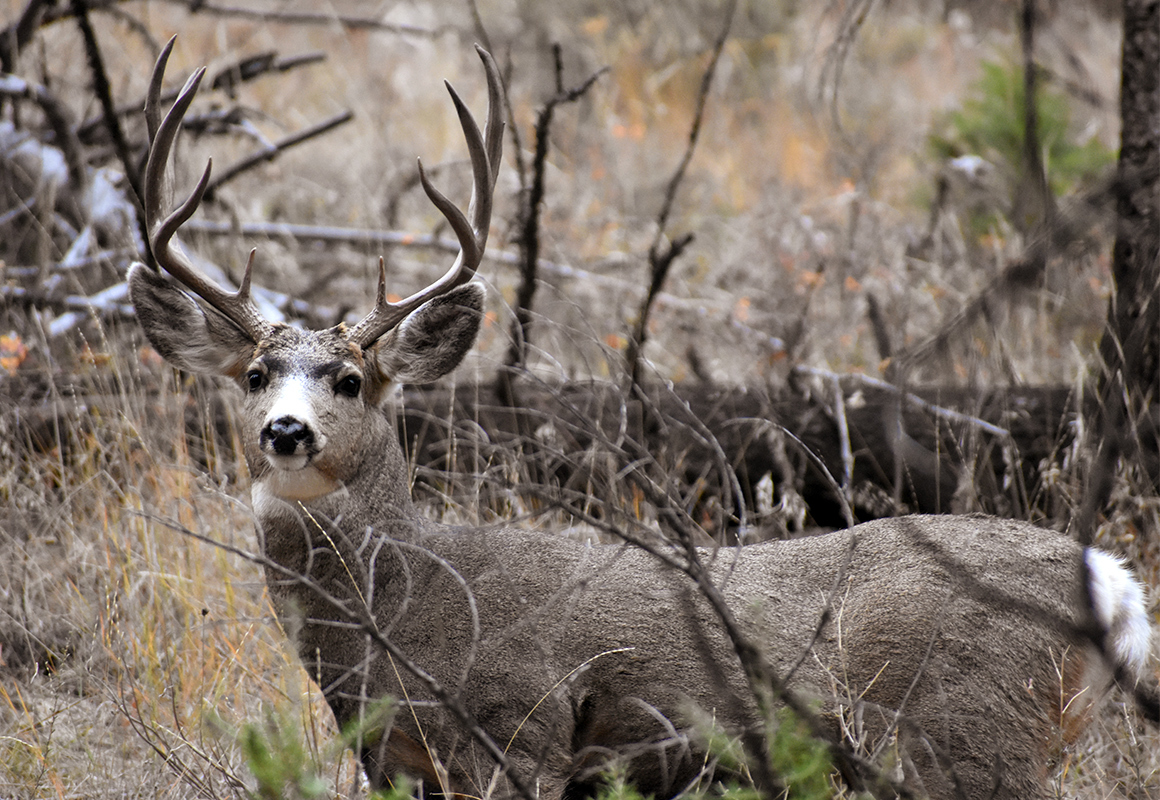 Even seemingly healthy bucks can succumb to chronic wasting disease. Even seemingly healthy bucks can succumb to chronic wasting disease.