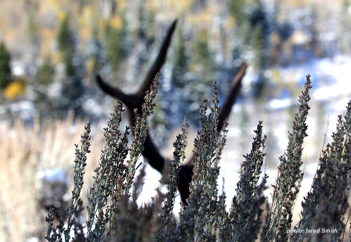 Elk antlers rest amid sage brush in the West. Elk antlers rest amid sage brush in the West.