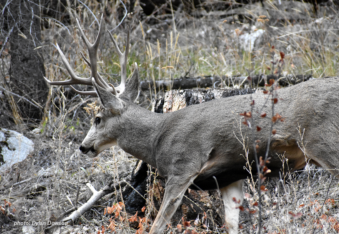 Photo of mule deer in the Rocky Mountains. Photo of mule deer in the Rocky Mountains.