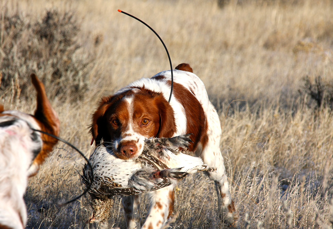onx-dog-training-blog-dog-retrieving-bird.jpg?mtime=20180809124026#asset:36104