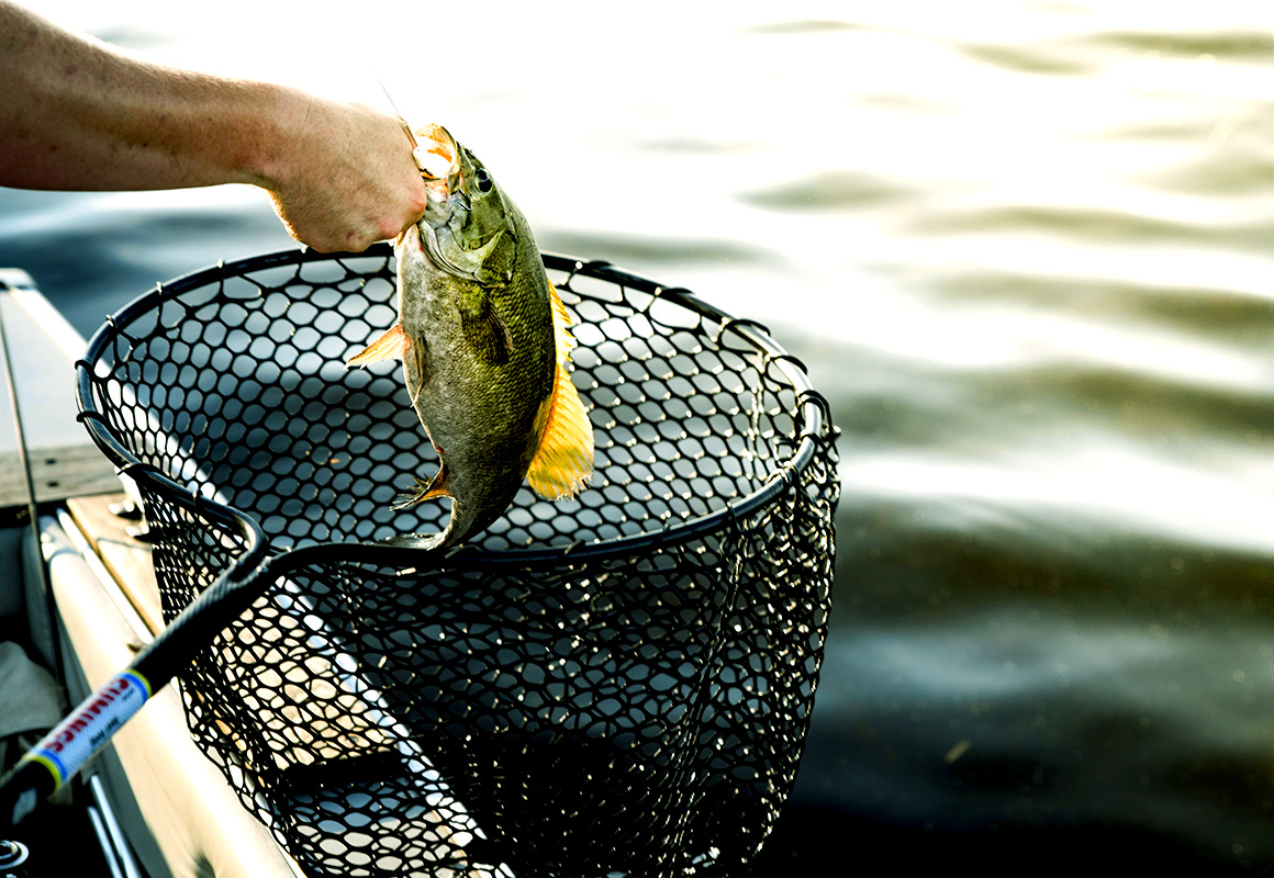 Fisherman using landing net to catch bass at boat Fisherman using landing net to catch bass at boat