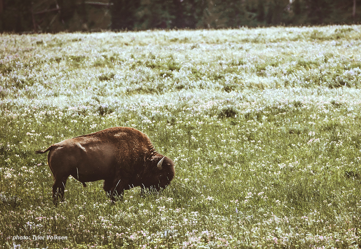 Bison grazing in Yellowstone National Park Bison grazing in Yellowstone National Park