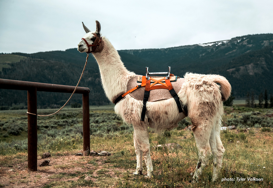Marcus, the public land pack llama Marcus, the public land pack llama