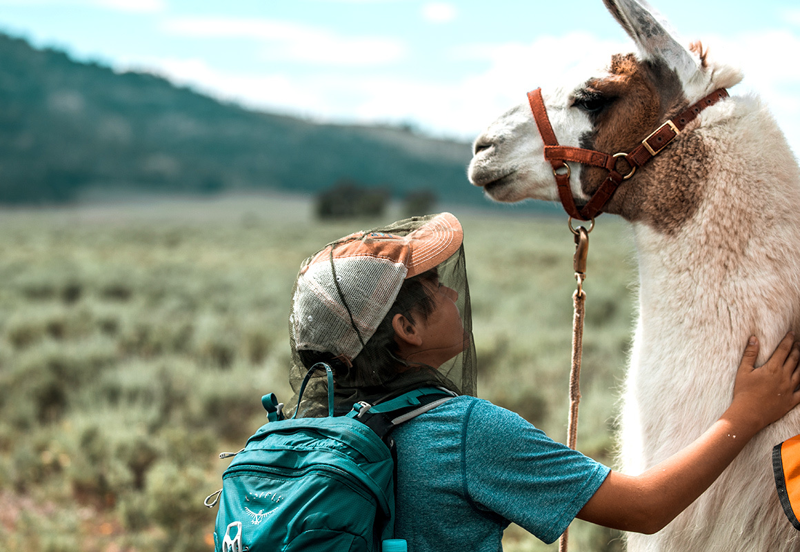 Marcus the Public Lands Llama poses with one of the hikers he helping in Yellowstone National Park. Marcus the Public Lands Llama poses with one of the hikers he helping in Yellowstone National Park.