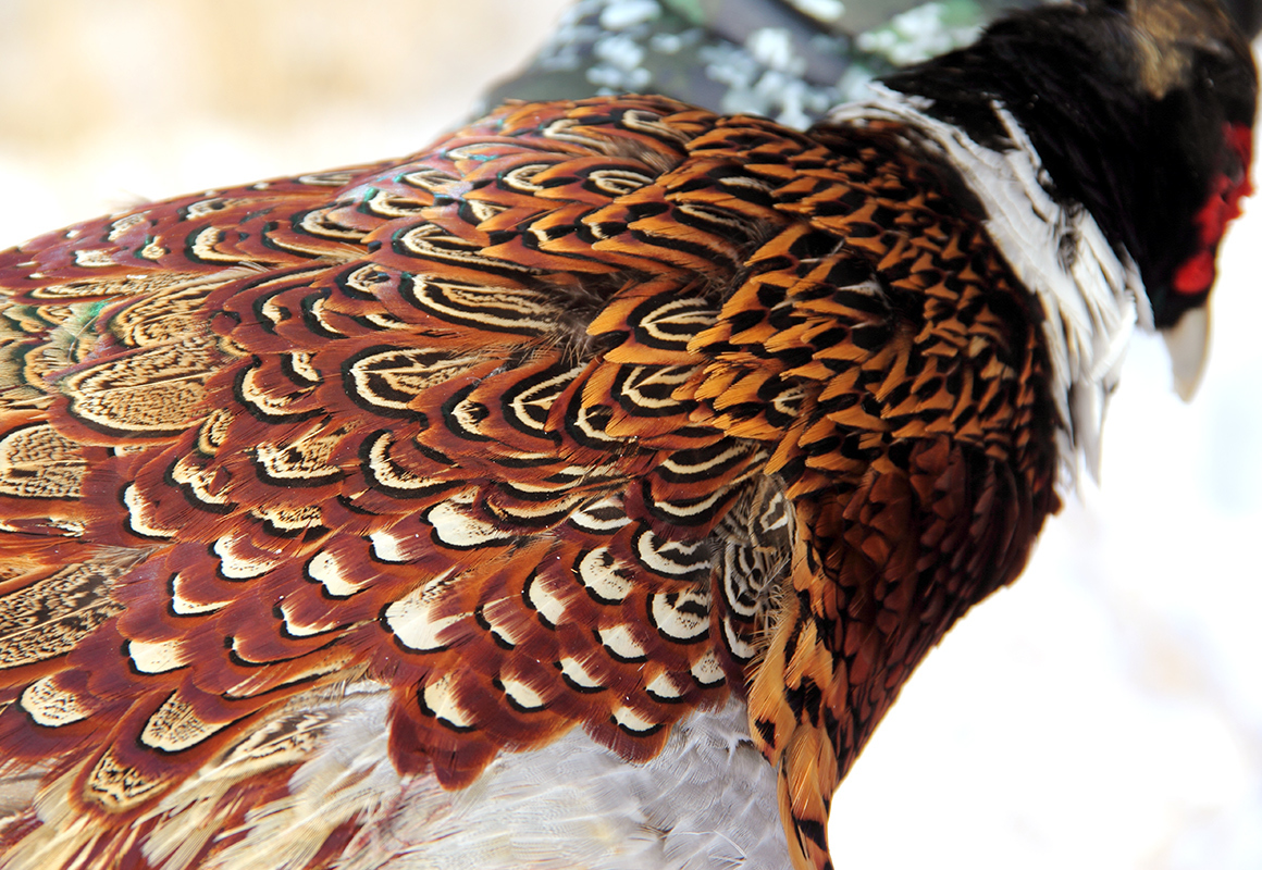 The colors of a recently harvested ring necked pheasant. The colors of a recently harvested ring necked pheasant.