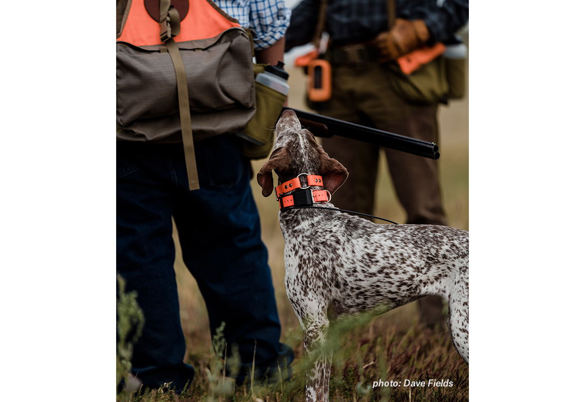A German short haired pointer looks up at its owner, waiting to chase more birds. A German short haired pointer looks up at its owner, waiting to chase more birds.