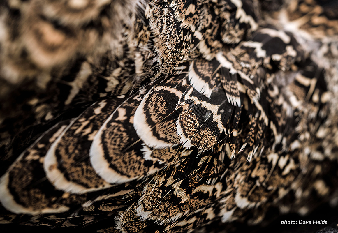 Closeup of sharp-tailed grouse feathers. Closeup of sharp-tailed grouse feathers.