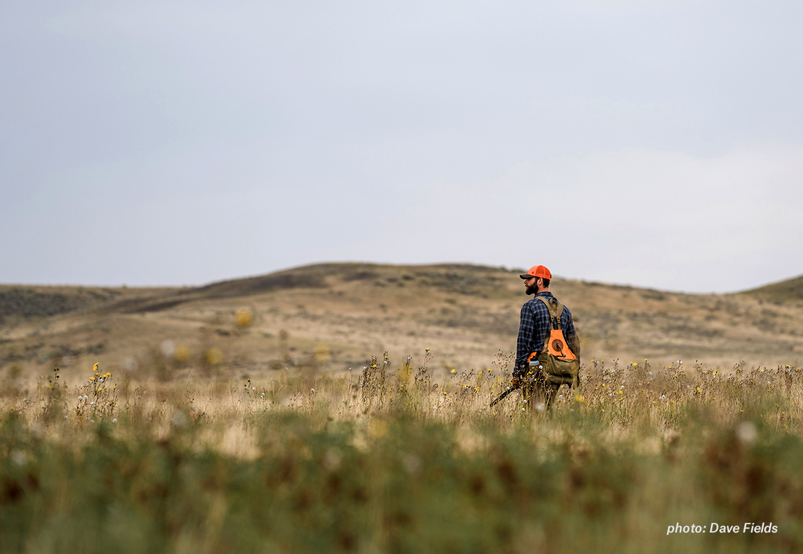 A lone upland Bird hunter walks across the prairie of central Montana in search of sharp-tail grouse. A lone upland Bird hunter walks across the prairie of central Montana in search of sharp-tail grouse.