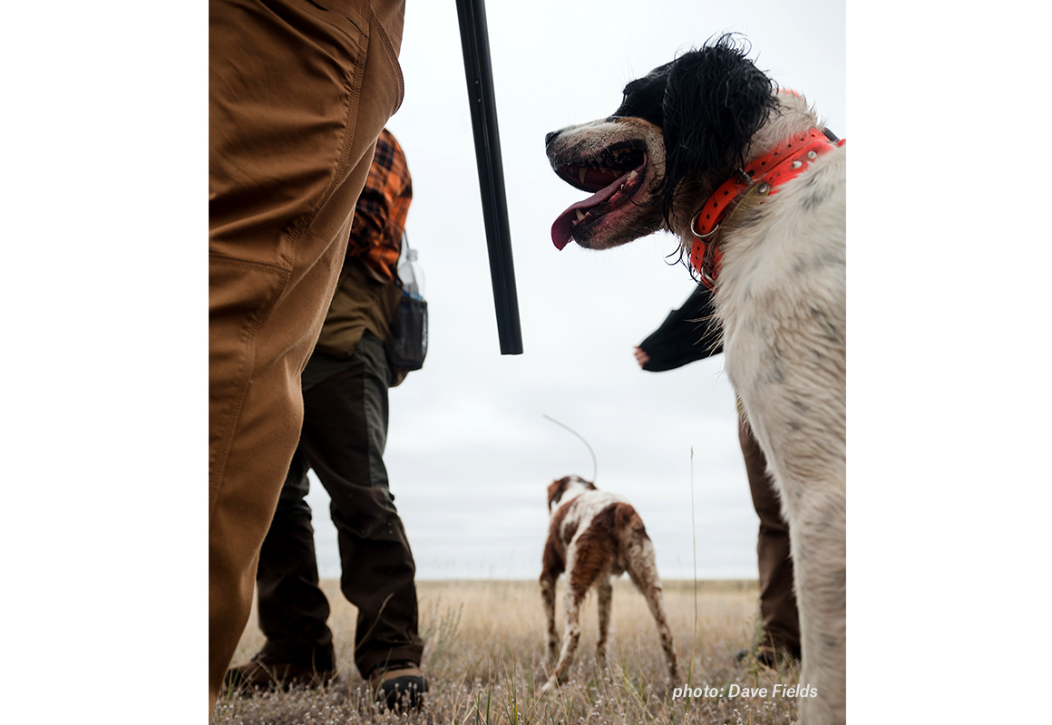 A pair of brittany spaniels take a break between flushes. A pair of brittany spaniels take a break between flushes.