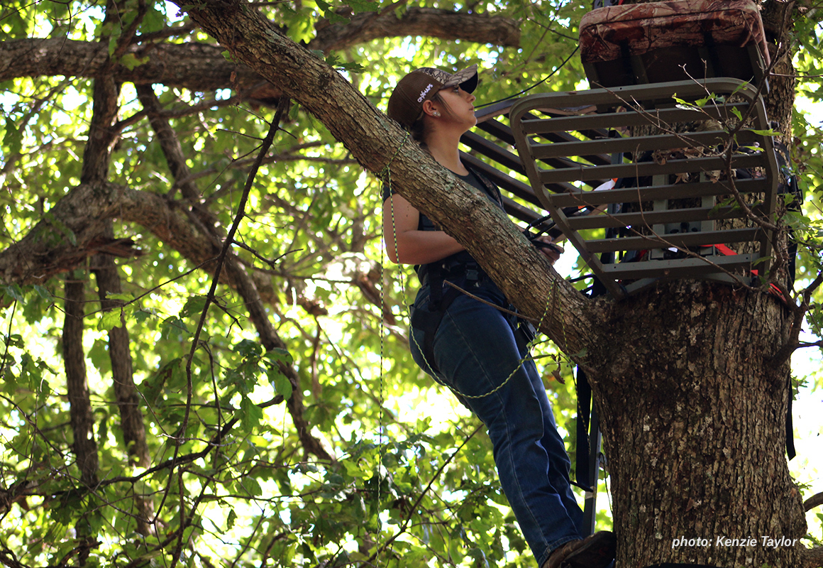 Woman setting up a tree stand for whitetail deer hunting season. Woman setting up a tree stand for whitetail deer hunting season.