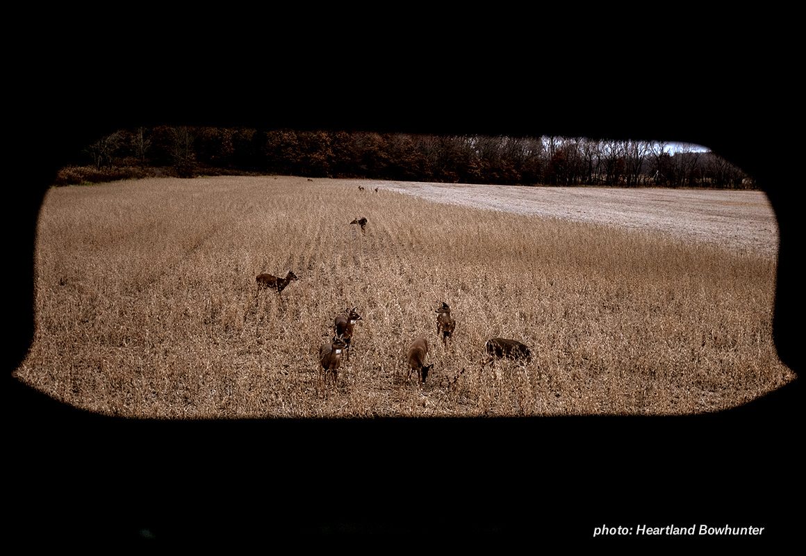 Image of deer in a field, viewed through a blind. Image of deer in a field, viewed through a blind.