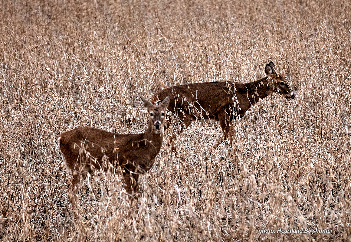 Image of deer in a field. Image of deer in a field.
