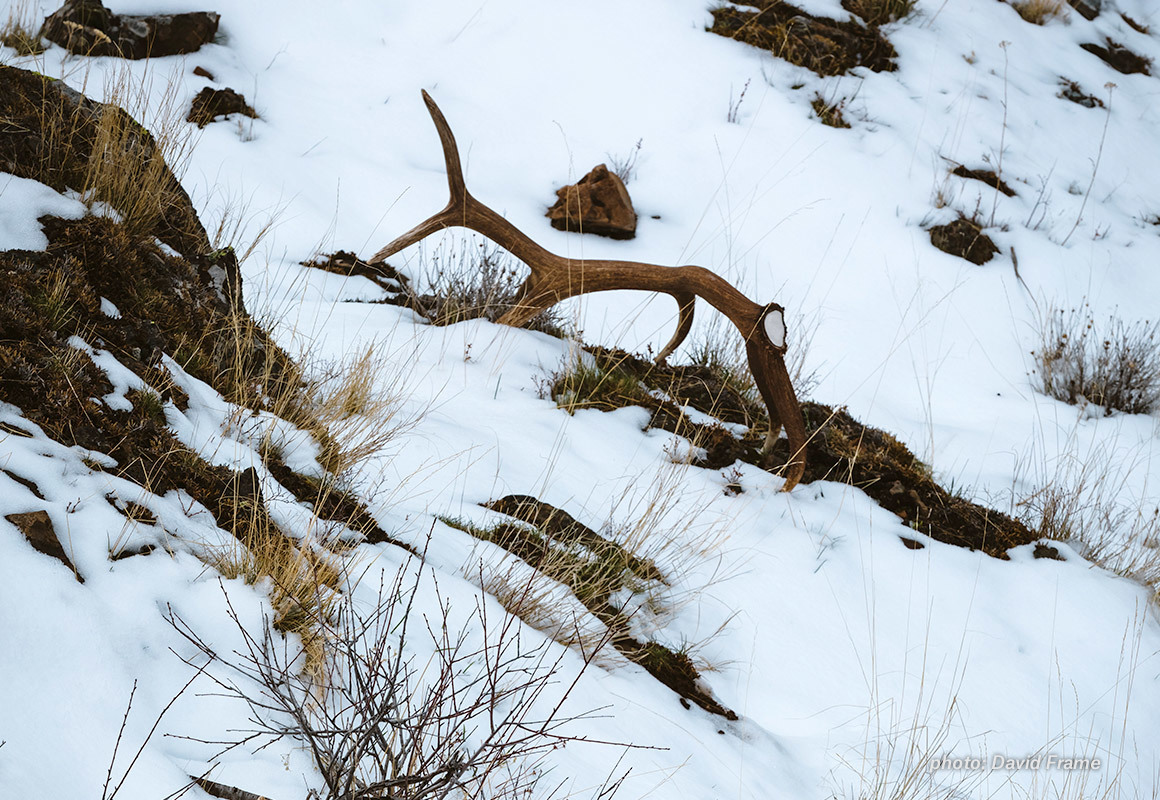 Elk shed found in snow in the mountains. Elk shed found in snow in the mountains.