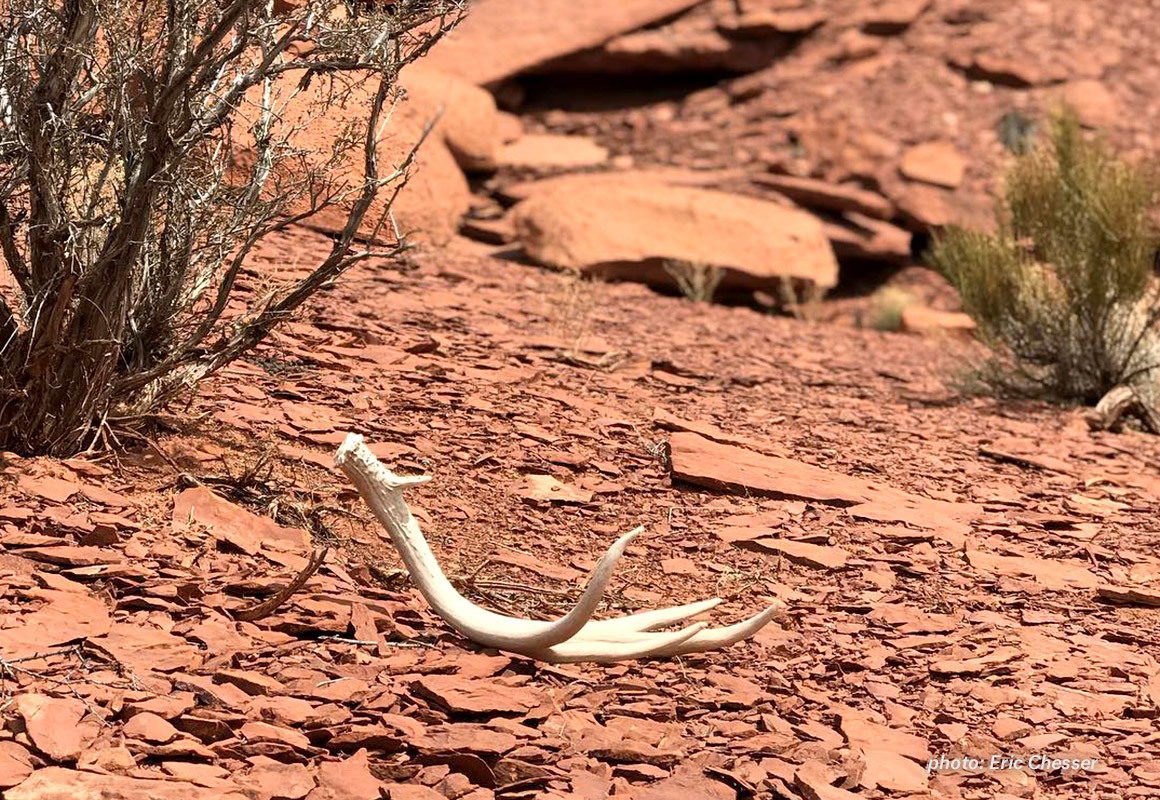 shed-hunting-blog-whitetail-shec-eric-chesser.jpg?mtime=20190219124037#asset:60746