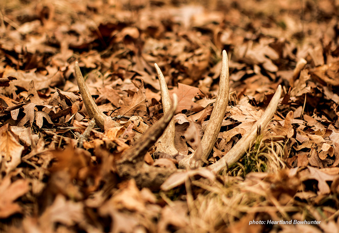 shed-hunting-blog-whitetail-shed-in-leaves-heartland-bowhunter.jpg?mtime=20190219123429#asset:60744