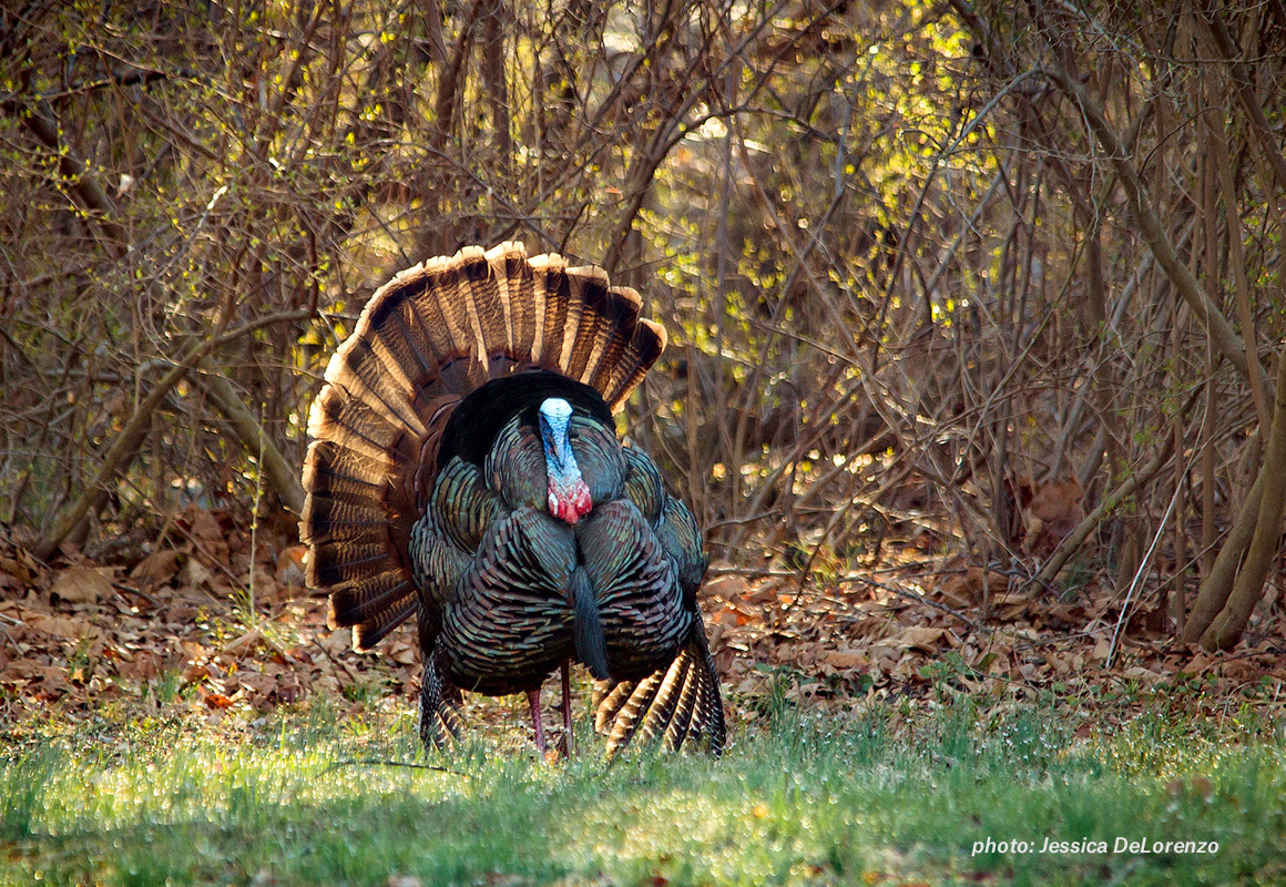 Wild turkey walking around woods in spring sunlight. Wild turkey walking around woods in spring sunlight.