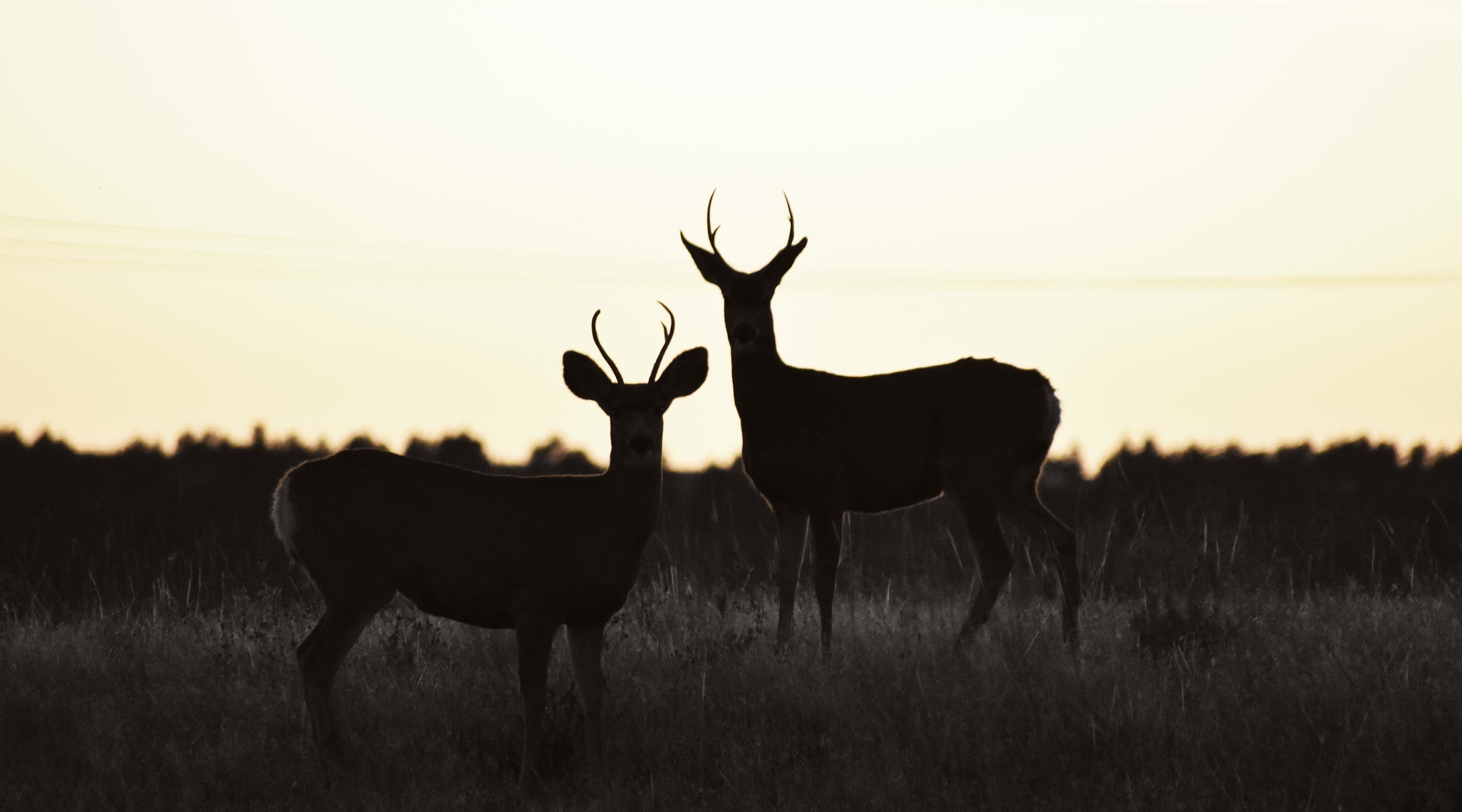 Whitetail deer at sunset Whitetail deer at sunset