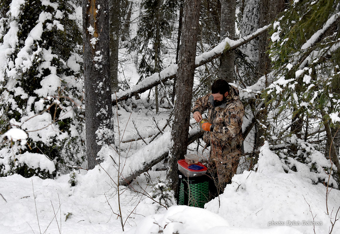 Man prepares and baits hunting trap in the snow. Man prepares and baits hunting trap in the snow.