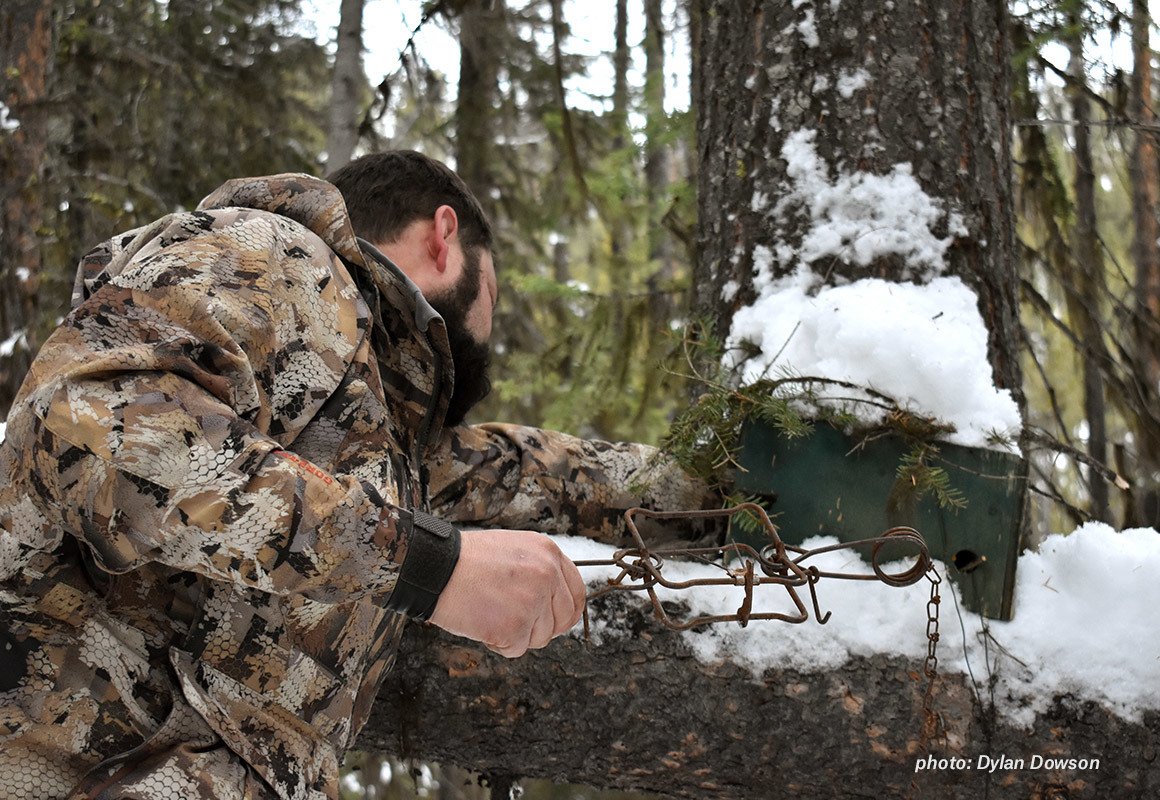 Man setting hunting traps in the snow in Montana. Man setting hunting traps in the snow in Montana.