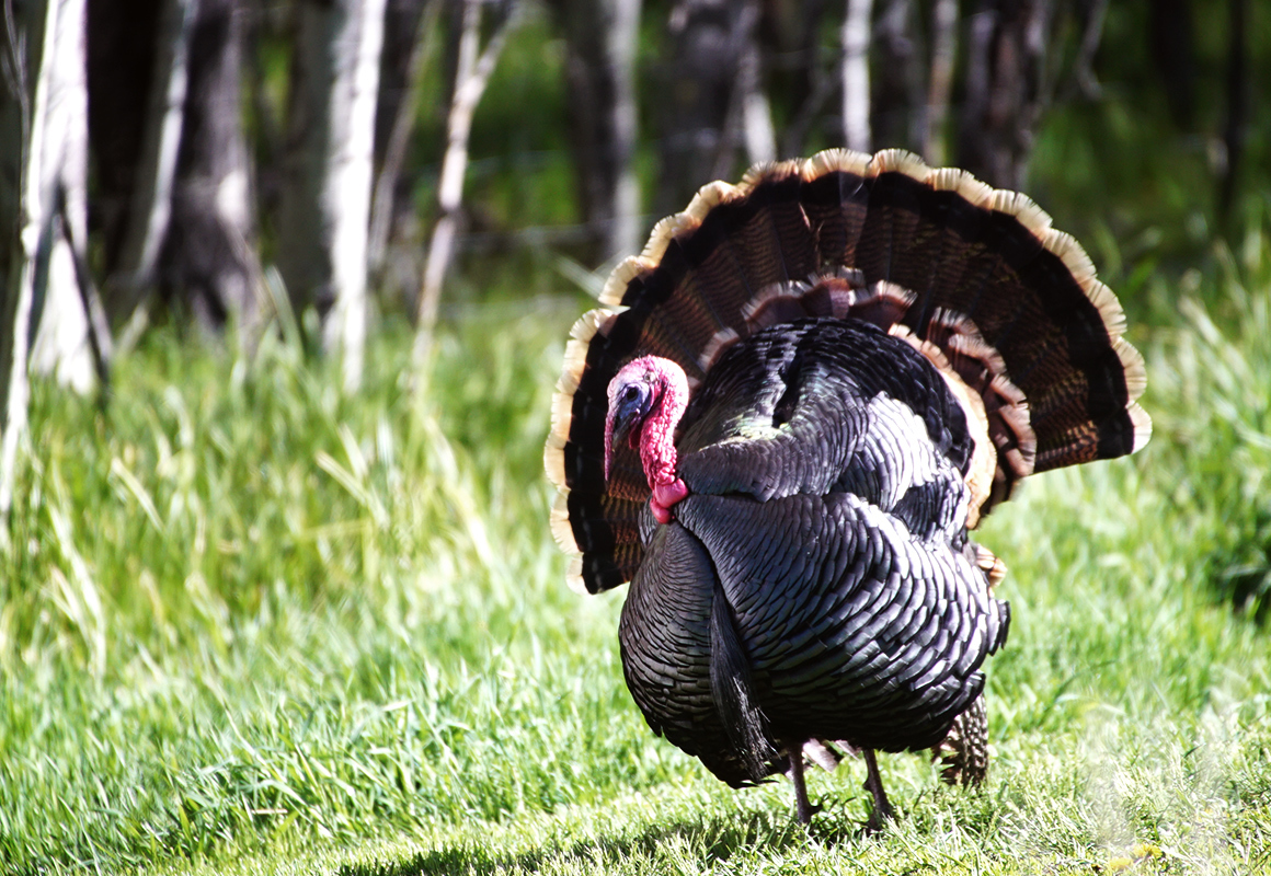 Sunshining off the iridescent feathers of a Tom turkey Sunshining off the iridescent feathers of a Tom turkey
