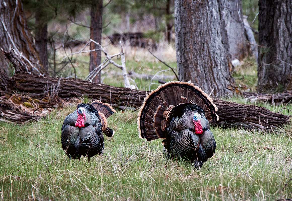 turkeys-1_180316_110008.jpg?mtime=20180316110008#asset:26648