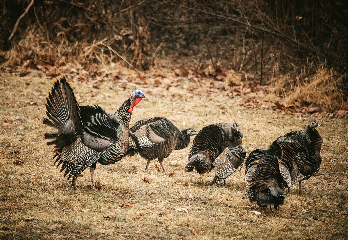 turkeys-2.jpg?mtime=20180316092708#asset:26633