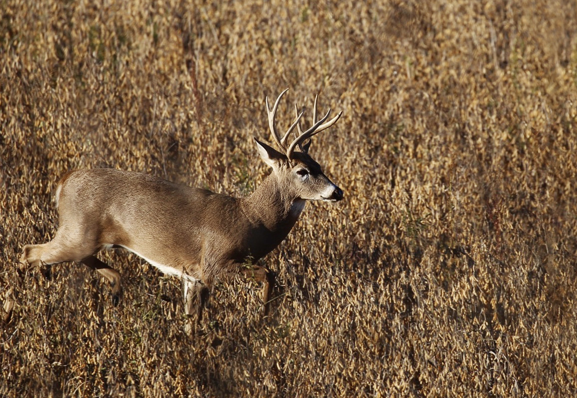 whitetail.jpg?mtime=20171201134233#asset:19963