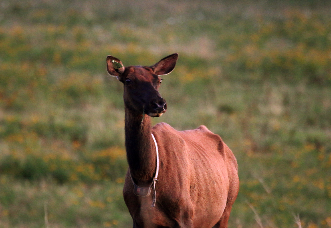 Cow elk with radio collar Cow elk with radio collar
