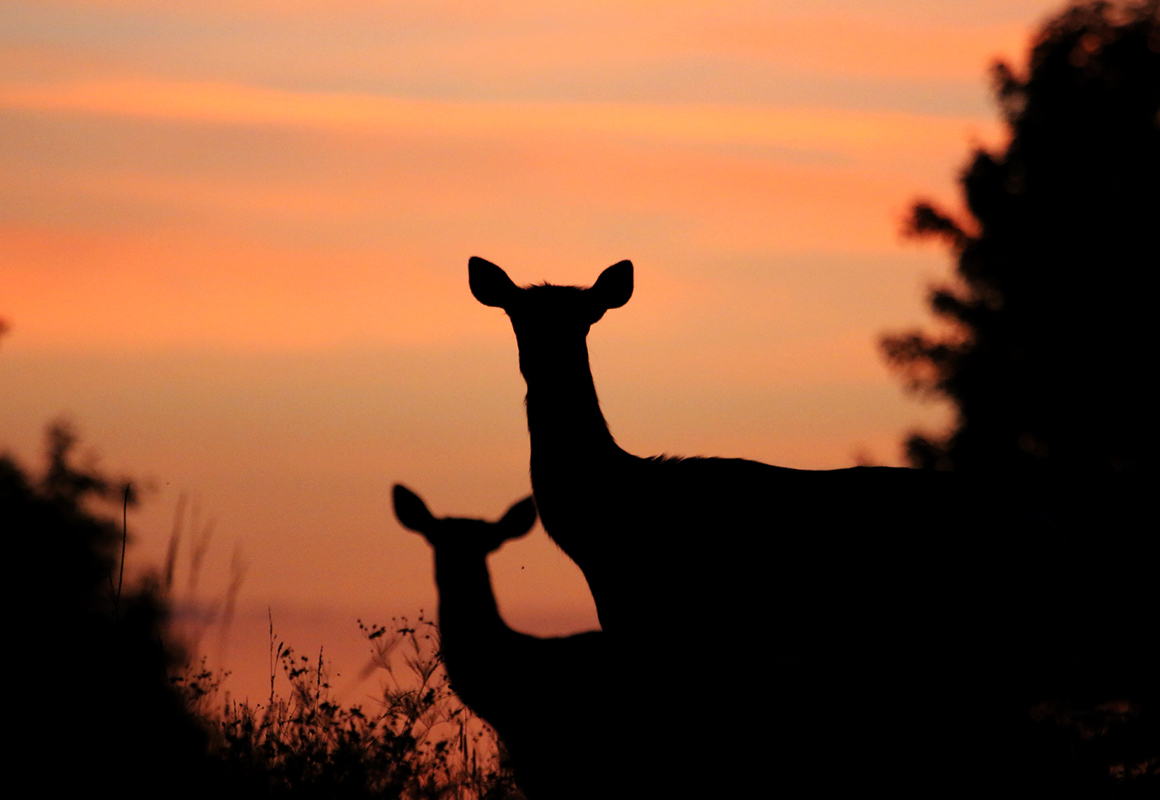 Elk at dusk Elk at dusk