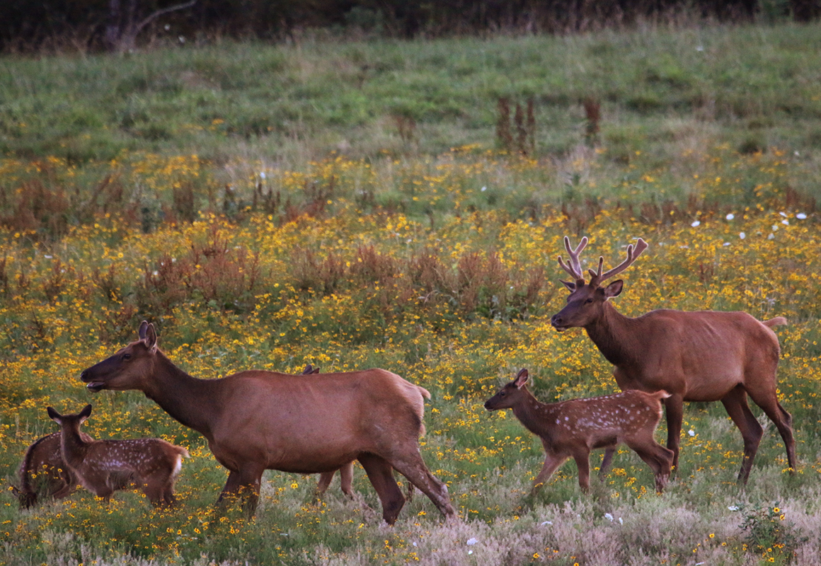 Wisconsin elk in the spring Wisconsin elk in the spring