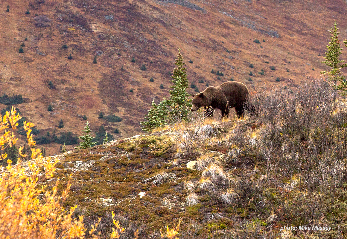 The Idaho and Wyoming grizzly bear seasons are suspended two weeks as a Federal judge further decides how to handle the case. The Idaho and Wyoming grizzly bear seasons are suspended two weeks as a Federal judge further decides how to handle the case.
